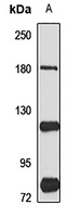 CD339 Antibody
