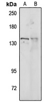 JAG2 Rabbit Polyclonal Antibody