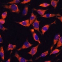 JAG2 Rabbit Polyclonal Antibody