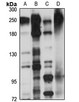 KIF20B Antibody