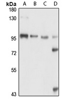 Karyopherin beta-1 Rabbit Polyclonal Antibody