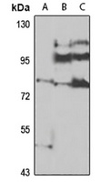 LEPREL2 Rabbit Polyclonal Antibody