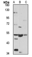 LMBRD1 Rabbit Polyclonal Antibody