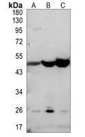 EDG4 Rabbit Polyclonal Antibody