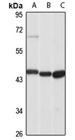 MAdCAM-1 Rabbit Polyclonal Antibody
