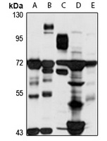 MAPKAP1 Rabbit Polyclonal Antibody