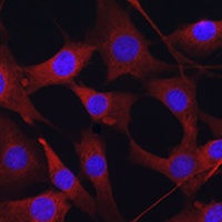 MLKL Rabbit Polyclonal Antibody