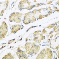 Motilin Rabbit Polyclonal Antibody