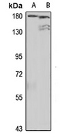 Multimerin-1 Rabbit Polyclonal Antibody