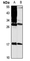 MPZL1 Antibody