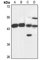MRI1 Rabbit Polyclonal Antibody