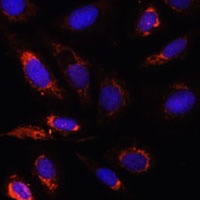 MRPL23 Antibody