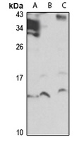 MSRB1 Antibody