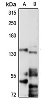 MTR Rabbit Polyclonal Antibody