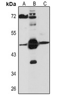 L-Myc Rabbit Polyclonal Antibody