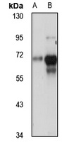 MYEF2 Antibody