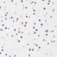 MYEF2 Antibody