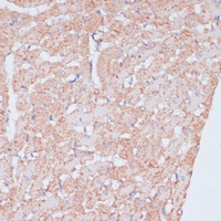 MZB1 Rabbit Polyclonal Antibody