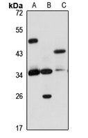 NAIF1 Antibody