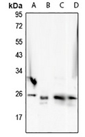 NANP Rabbit Polyclonal Antibody