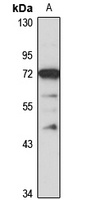 Neu3 Rabbit Polyclonal Antibody