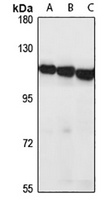 NFE2L1 Rabbit Polyclonal Antibody