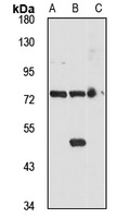 PNGase Rabbit Polyclonal Antibody