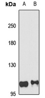 NLRP7 Antibody