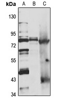 NOL11 Rabbit Polyclonal Antibody