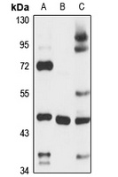 NOXA1 Antibody