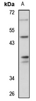 OBFC1 Rabbit Polyclonal Antibody