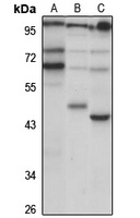 OLFM4 Antibody