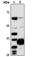Oma1 Antibody