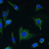 Oncostatin M Antibody