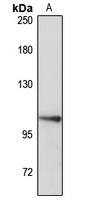 OTUD7A Rabbit Polyclonal Antibody