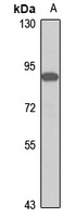 OTUD7B Rabbit Polyclonal Antibody