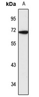 P4HA3 Rabbit Polyclonal Antibody