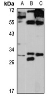 PAFAH1B2 Antibody