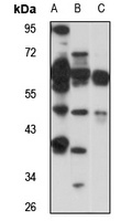 PAFAH2 Rabbit Polyclonal Antibody