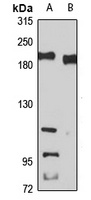PASK Rabbit Polyclonal Antibody