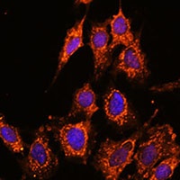 PASK Rabbit Polyclonal Antibody