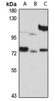 PATZ1 Rabbit Polyclonal Antibody
