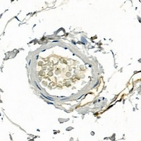 Podoplanin Rabbit Polyclonal Antibody