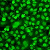 PER1 Rabbit Polyclonal Antibody