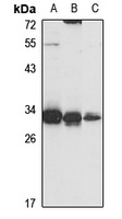 PGAM5 Antibody