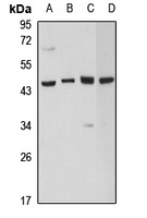 PGK2 Antibody