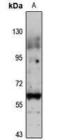 PIG-Z Antibody