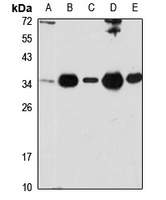 PI-TP alpha Rabbit Polyclonal Antibody