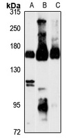 Nir2 Rabbit Polyclonal Antibody