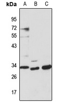PLP1 Rabbit Polyclonal Antibody